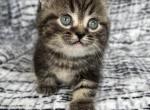 Minnie - Minuet Kitten For Sale - West Branch, MI, US