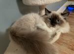 Purebred Ragdoll Cat William - Ragdoll Cat For Sale/Service - Caldwell, PA, US
