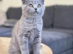 Tom - British Shorthair Kitten For Sale - Woodland Park, CO, US