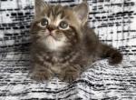 Charlie - Minuet Kitten For Sale - 