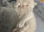 Leo - British Shorthair Kitten For Sale - 