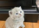 Clyde - British Shorthair Kitten For Sale - 