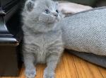 Flip - British Shorthair Kitten For Sale - 