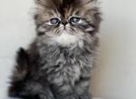 Bella - Persian Kitten For Sale - Vancouver, WA, US