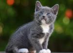 Russian Blue Male Kitten - Russian Blue Kitten For Sale - Folsom, CA, US