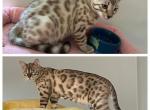 豹子 Leopard Tristen - Bengal Cat For Sale - Oklahoma City, OK, US