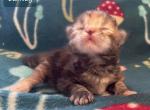 Lainey - Siberian Kitten For Sale - Clintwood, VA, US