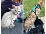 Artemis - Bengal Kitten For Sale - Oklahoma City, OK, US