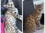 Biscotti aka Apollo - Bengal Kitten For Sale - Oklahoma City, OK, US