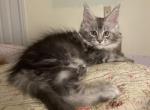 Smokey and Autumn - Maine Coon Kitten For Sale - Waynesville, OH, US