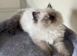 Adorable British - British Shorthair Kitten For Sale - 