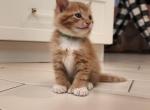 Oliver - Maine Coon Kitten For Sale - Enfield, CT, US