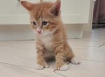 Bluey - Maine Coon Kitten For Sale - 