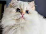 British Golden shaded point girl - British Shorthair Cat For Sale - 