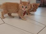 Tulip - Maine Coon Kitten For Sale - Enfield, CT, US