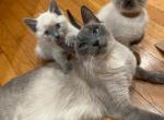 Lola - Siamese Cat For Sale - New York, NY, US