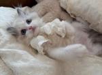 Snow - Ragdoll Kitten For Sale - Riverside, CA, US