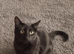 Cornelius - American Shorthair Cat For Adoption - 