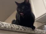 Starfire - American Shorthair Cat For Adoption - 