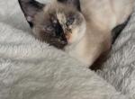 Mary Louise - American Shorthair Cat For Adoption - 