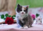 Dolce Vita - Maine Coon Kitten For Sale - Brooklyn, NY, US