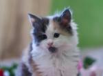 Daisy - Maine Coon Kitten For Sale - Brooklyn, NY, US