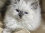 Muffin - Himalayan Kitten For Sale - Rosemont, IL, US