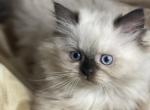 Nugget - Himalayan Kitten For Sale - Rosemont, IL, US