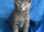 Vinny - Russian Blue Kitten For Sale - Rosemont, IL, US