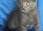 Velvet - Russian Blue Kitten For Sale - Rosemont, IL, US