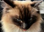 Madi - Ragdoll Cat For Adoption - NE, US