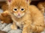 Leo - Maine Coon Kitten For Adoption - NE, US