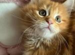 Pumpkin - Maine Coon Kitten For Sale - Manchester Township, NJ, US