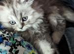 Playful CFA Registered Male Persian Kitten - Persian Kitten For Sale - Perry, FL, US