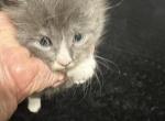 Kisha blue boy one - Maine Coon Kitten For Sale - Lorena, TX, US