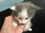 Kesha polka dot - Maine Coon Kitten For Sale - Lorena, TX, US