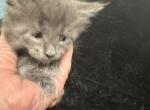 Blue girl by Kesha - Maine Coon Kitten For Sale - Lorena, TX, US
