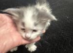 Dots by Kesha - Maine Coon Kitten For Sale - Lorena, TX, US