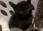 Chunky kittens - Scottish Fold Kitten For Sale - 