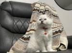 Oliver - Ragdoll Kitten For Sale - Guys Mills, PA, US