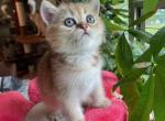 Monya - British Shorthair Kitten For Sale - 