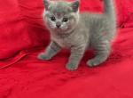 Sonya - British Shorthair Kitten For Sale - 