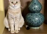 DJuNA - British Shorthair Cat For Sale/Retired Breeding - 
