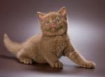 Tiramisu - British Shorthair Kitten For Sale - Gurnee, IL, US