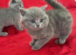 Baron - British Shorthair Kitten For Sale - Brooklyn, NY, US