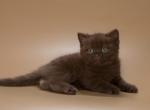 Toblerone - British Shorthair Kitten For Sale - Boston, MA, US