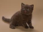 Toblerone - British Shorthair Kitten For Sale - Houston, TX, US