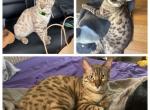 Ozlo aka Jaxs - Bengal Cat For Sale - Oklahoma City, OK, US