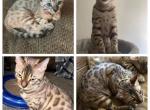 Khan aka Lennox - Bengal Cat For Sale - Oklahoma City, OK, US