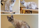 Luz aka Sterling - Bengal Cat For Sale - Oklahoma City, OK, US